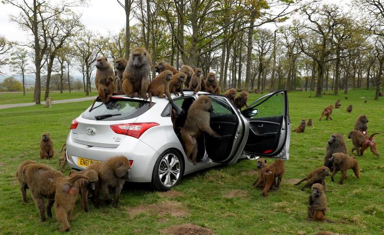 Image result for knowsley safari park